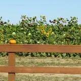 Indian Creek Farmstead & Pumpkin Patch photo