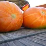 Indian Creek Farmstead & Pumpkin Patch photo