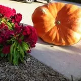 Indian Creek Farmstead & Pumpkin Patch photo