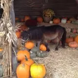 Indian Creek Farmstead & Pumpkin Patch photo