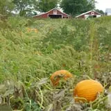 Indian Creek Farmstead & Pumpkin Patch photo