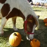 Indian Creek Farmstead & Pumpkin Patch photo