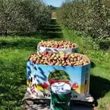 Northwoods Orchard and Farm Market Pumpkin Patch & Corn Maze photo