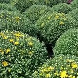 Northwoods Orchard and Farm Market Pumpkin Patch & Corn Maze photo
