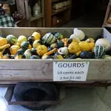 Northwoods Orchard and Farm Market Pumpkin Patch & Corn Maze photo