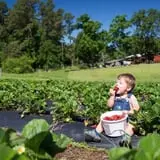 Page Farms Pumpkin Patch photo