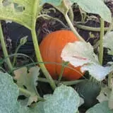 Page Farms Pumpkin Patch photo