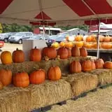 Page Farms Pumpkin Patch photo
