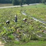 Page Farms Pumpkin Patch photo
