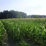 Page Farms Pumpkin Patch photo