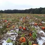 Page Farms Pumpkin Patch photo