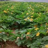 Page Farms Pumpkin Patch photo