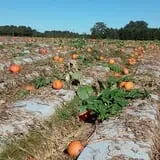 Page Farms Pumpkin Patch photo
