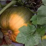 Page Farms Pumpkin Patch photo