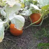 Page Farms Pumpkin Patch photo