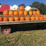 Page Farms Pumpkin Patch photo