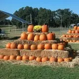 Page Farms Pumpkin Patch photo