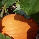 Page Farms Pumpkin Patch photo