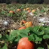 Page Farms Pumpkin Patch photo