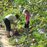 Page Farms Pumpkin Patch photo