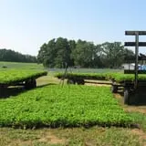 Page Farms Pumpkin Patch photo