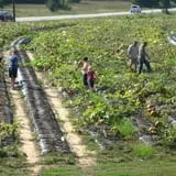 Page Farms Pumpkin Patch photo