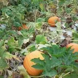 Page Farms Pumpkin Patch photo