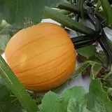 Page Farms Pumpkin Patch photo