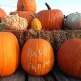 Page Farms Pumpkin Patch photo