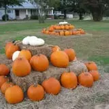 Page Farms Pumpkin Patch photo