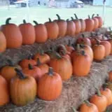 Page Farms Pumpkin Patch photo