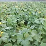 Page Farms Pumpkin Patch photo