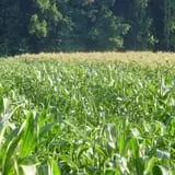 Page Farms Pumpkin Patch photo