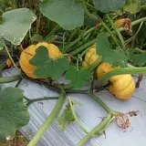 Page Farms Pumpkin Patch photo
