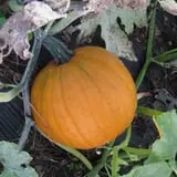 Page Farms Pumpkin Patch photo