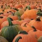 Garden City Pumpkin Patch photo