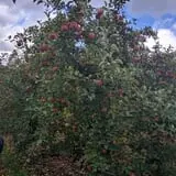 Minard's Family Farm photo