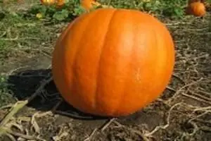 Johnson's Giant Pumpkin Patch
