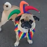 Carl Schurz Park Harvest Festival & Halloween Howl photo