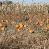 Harvest Hills Farms photo