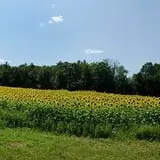 Coppal House Farm Corn Maze & Wagon Rides photo