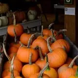 Coppal House Farm Corn Maze & Wagon Rides photo