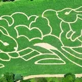 Coppal House Farm Corn Maze & Wagon Rides photo