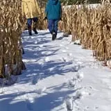 Coppal House Farm Corn Maze & Wagon Rides photo