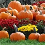 Coppal House Farm Corn Maze & Wagon Rides photo