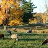 Coppal House Farm Corn Maze & Wagon Rides photo