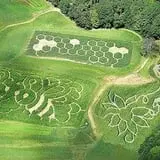 Coppal House Farm Corn Maze & Wagon Rides photo