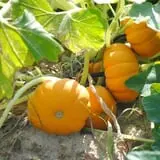 DJ's Berry Patch photo