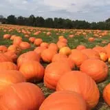 DJ's Berry Patch photo