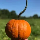 DJ's Berry Patch photo